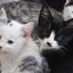 ネコさんの室内飼いをオススメするワケ