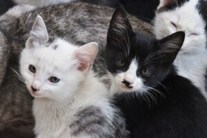 ネコさんの室内飼いをオススメするワケ