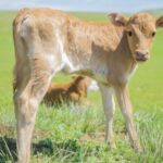 家畜の幸せな生活と労働力の安さの関係