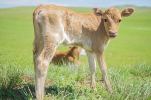 家畜の幸せな生活と労働力の安さの関係