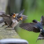 ツバメと畜産農家がwin-winな理由