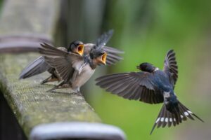 ツバメと畜産農家がwin-winな理由