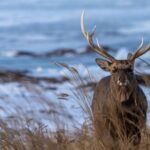 ジビエ(野生鳥獣肉)を安全に食べるには