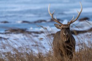 ジビエ(野生鳥獣肉)を安全に食べるには