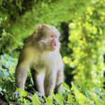 人獣共通感染症とスピルオーバー