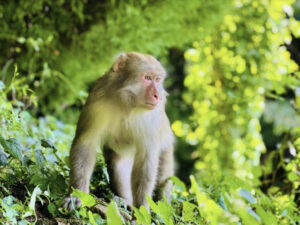 人獣共通感染症とスピルオーバー