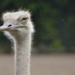 家畜保健衛生所での獣医師のお仕事