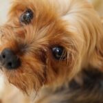 「将来の夢は獣医さん」の私がなぜ仕事を辞めたのか