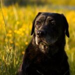 獣医師になるために必要な5つのこと