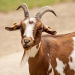 ヤギの頭突きと舌の話