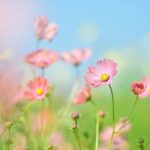 完全犯罪は可能か〜○体の処置の観点から