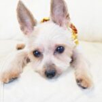 正しい新入職員のやり方【新人獣医師向け】