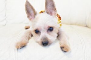 正しい新入職員のやり方【新人獣医師向け】