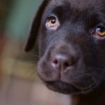 災害時の避難、ペットはどうする？