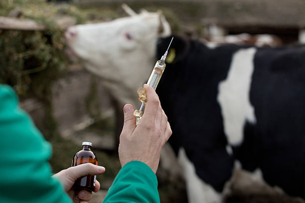 家畜とワクチン