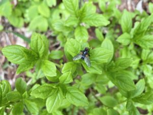 ハエのターン、早くない？