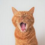 アニマルセラピーと獣医さんの役割