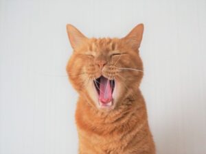 アニマルセラピーと獣医さんの役割