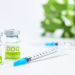 狂犬病ワクチンの季節がやってまいりました