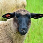 【マニア向け・本職向け】家畜保健所という公務員獣医職