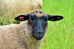 【マニア向け・本職向け】家畜保健所という公務員獣医職