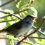 ウグイスの残念ボイス