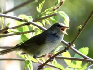 ウグイスの残念ボイス