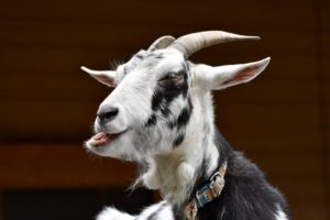 人も家畜もツラい咳の話