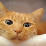 生き物を飼うということ