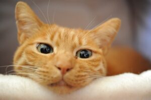 生き物を飼うということ