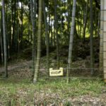 野生動物と家畜とペット