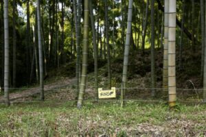 野生動物と家畜とペット