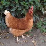 鳥にトリつく厄介なダニ