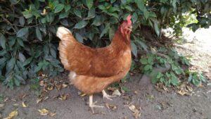 鳥にトリつく厄介なダニ