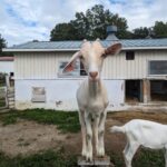 アニマルウェルフェアと畜産の話