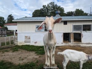 アニマルウェルフェアと畜産の話