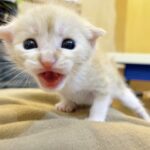 動物愛護週間の時間です(遅刻気味)