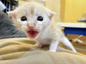 動物愛護週間の時間です(遅刻気味)