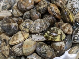 きれいな海とう○ことアサリの話