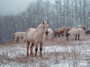 馬の獣医さん