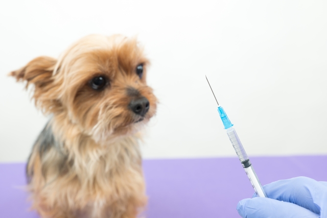 狂犬病ワクチン、なんで毎年打たなきゃいけないの？