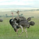 ダチョウは雪の中で夢を見るか