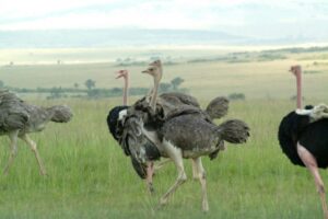ダチョウは雪の中で夢を見るか