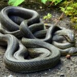 （閑話休題）青大将とネズミ