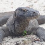 咬み傷は怖いっていう話