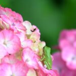 カエルツボカビ病はどうなった？