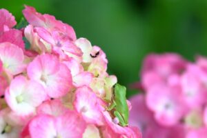 カエルツボカビ病はどうなった？