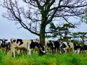 人のインフルエンザと家畜のインフルエンザのお話