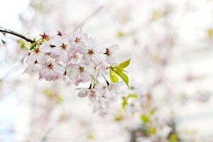桜と勉強と百日咳の話